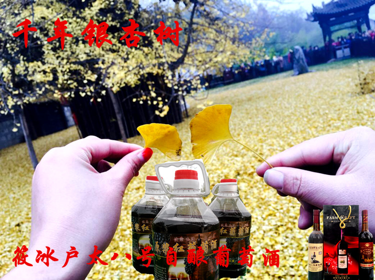 秦岭脚下千年银杏树
