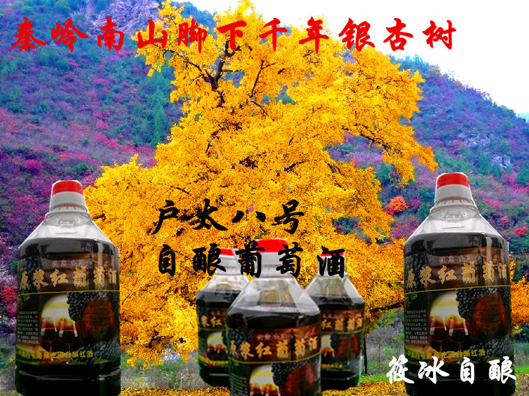 秦岭脚下千年银杏树