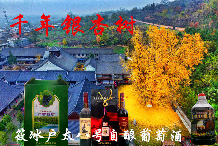 秦岭脚下千年银杏树