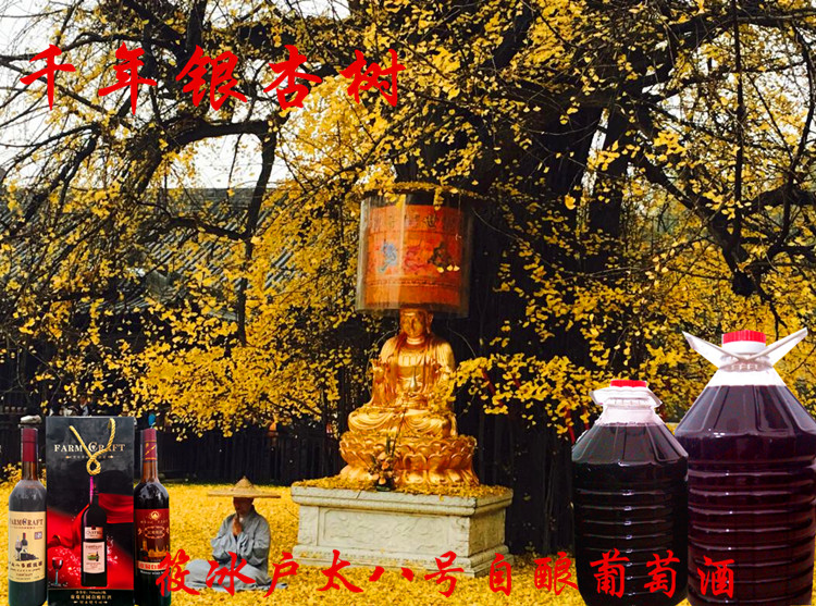 秦岭脚下千年银杏树