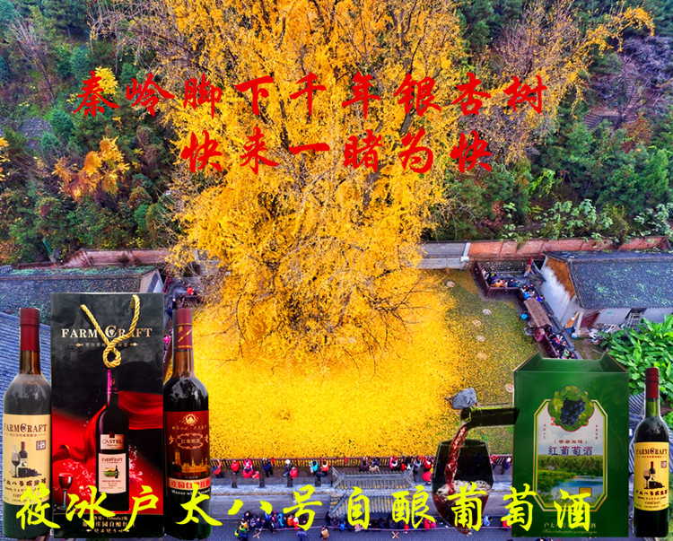 秦岭脚下千年银杏树